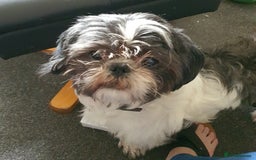 Shih Tzu dogs for sale: Cooper - Image 1