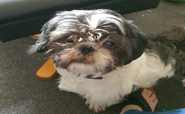 Shih Tzu dogs - Advert 9