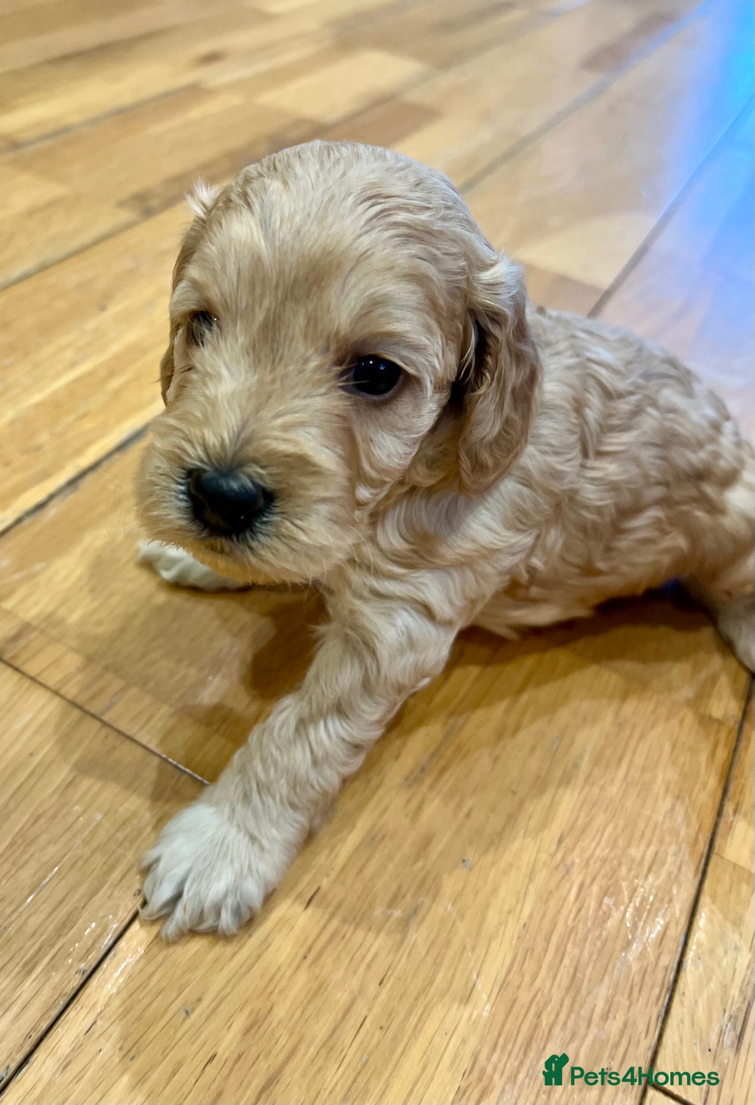 Cockapoo dogs for sale: ♥️Fabulous Toy Cockapoo Puppies Kc Reg Parents - Advert 11