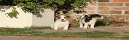 Jack Russell dogs for sale: Jack Russell Puppies for sale - Advert 4