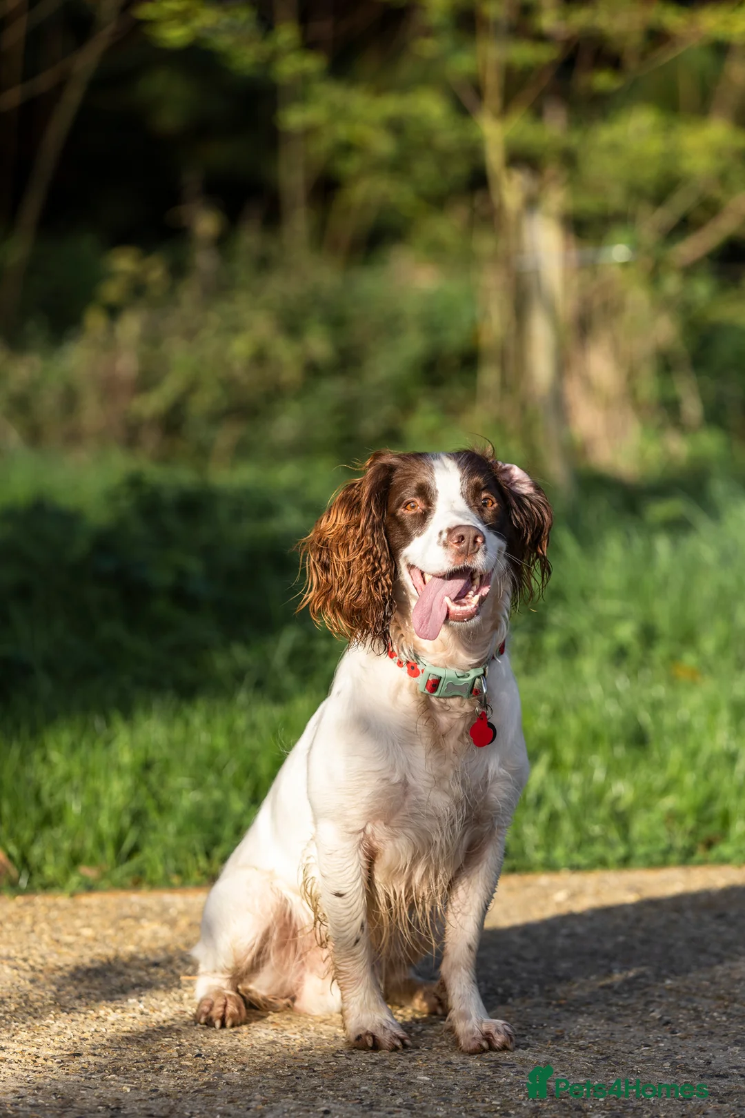 English Springer Spaniel dogs for stud: Jerry - KC Registered English Springer Spaniel  - Advert 17