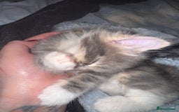 Maine Coon cats for sale: Mainecoons x ragdoll - Image 3