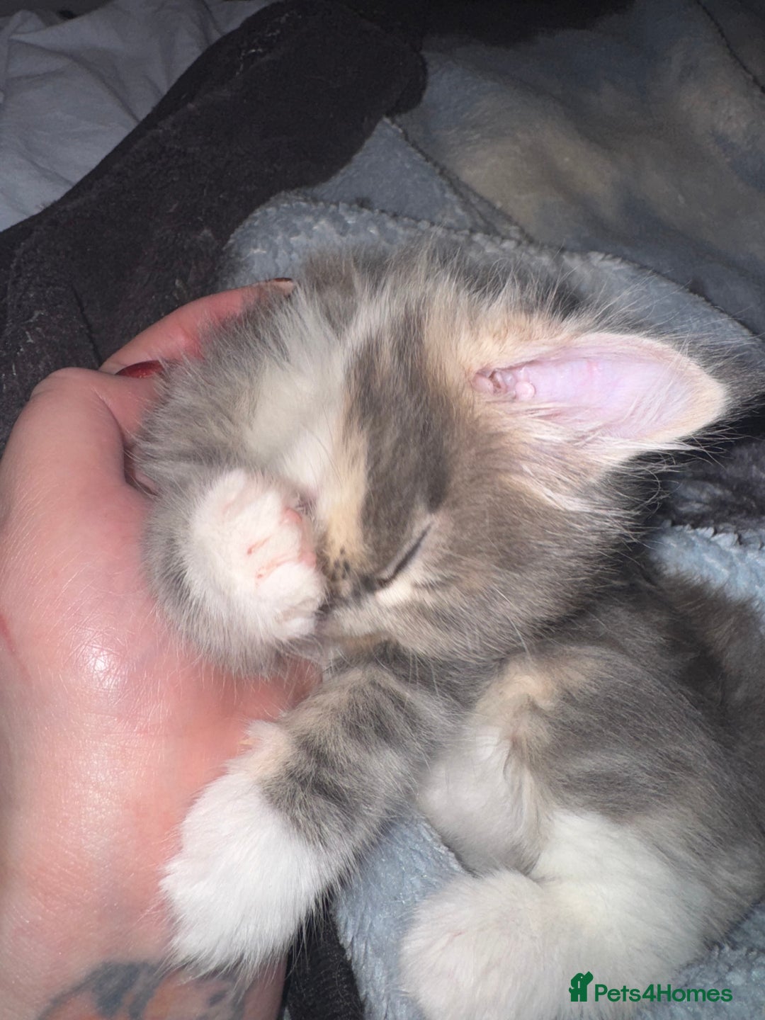 Maine Coon cats for sale: Mainecoons x ragdoll - Image 3