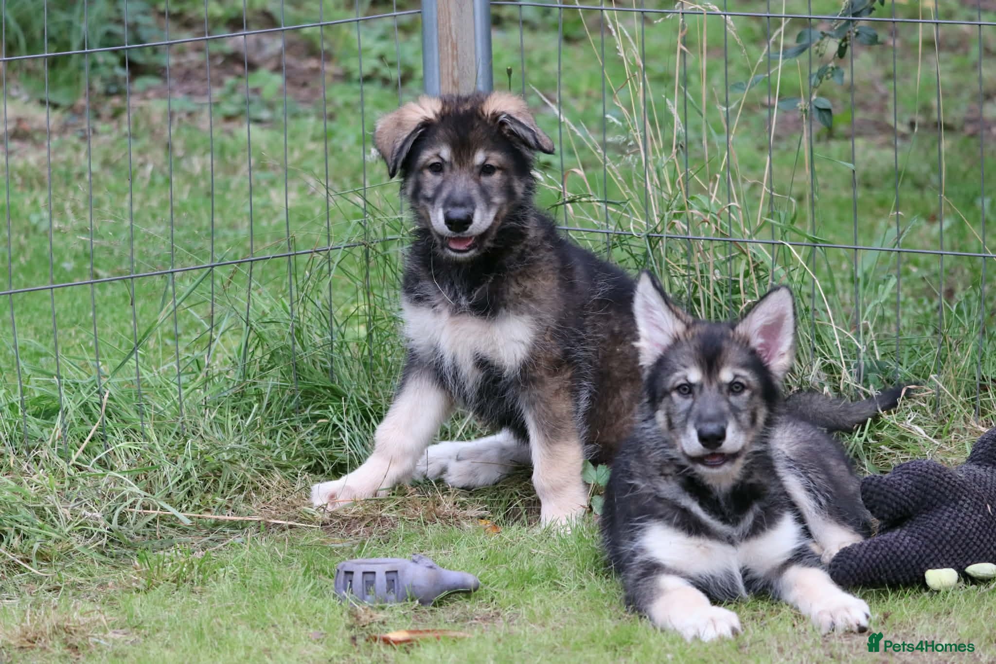 Northern Inuit dogs Ready to leave - Timber Wolfalike Dog - Advert 1