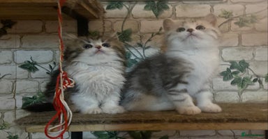 Munchkin cats Full Pedigree Munchkin Kittens  - Advert 2