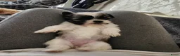Mixed Breed dogs for sale: ADORABLE PUPPIES in Manchester - Advert 4