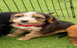 Cockapoo dogs for sale: 12 stunning cockapoo puppies ready now - Image 14