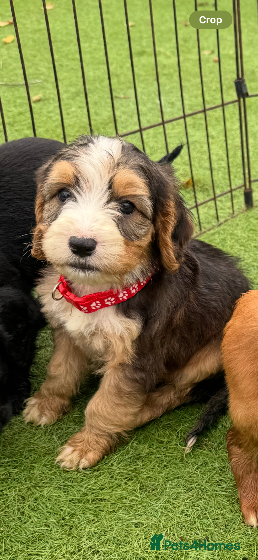 Cockapoo dogs for sale: 12 stunning cockapoo puppies ready now - Image 14