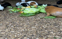 Guinea Pig rodents for sale: Beautiful Baby Guinea Pigs🐹 - Image 10
