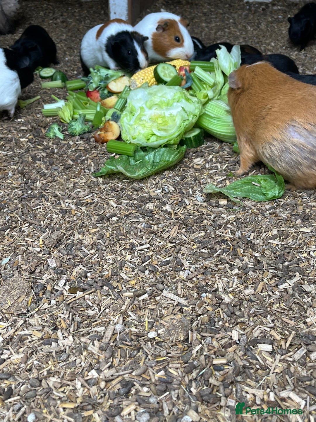 Guinea Pig rodents for sale: Beautiful Baby Guinea Pigs🐹 - Image 10