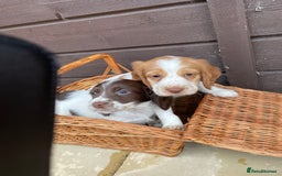 Cocker Spaniel dogs for sale: Cocker spaniel puppies  - Advert 14