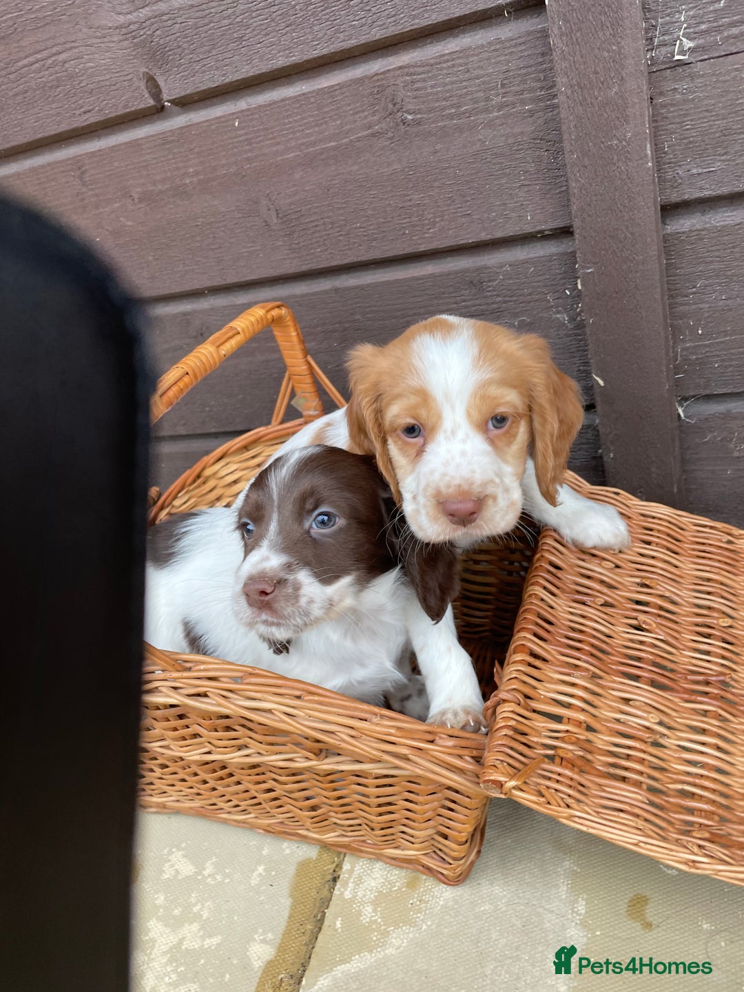 Cocker Spaniel dogs for sale: Cocker spaniel puppies  - Advert 14