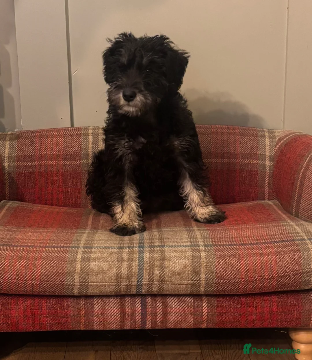 Schnoodle dogs for sale: Stunning F1 Schnoodle puppies KC reg parents!!  - Advert 1