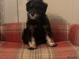 Schnoodle dogs Stunning F1 Schnoodle puppies KC reg parents!! - Advert 4