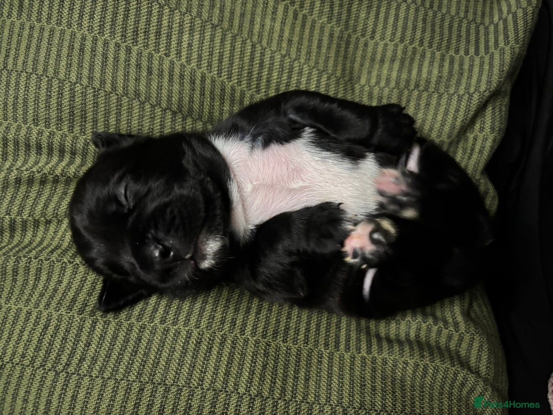 Mixed Breed dogs for sale: Spring bull puppies  - Advert 10