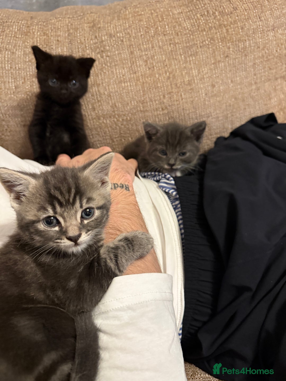 Mixed Breed cats for sale: Mixed breed kittens for sale - Image 6