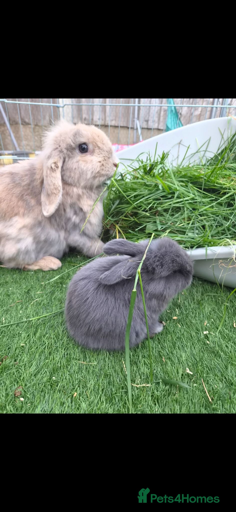 Mini Lion Lop rabbits Beautiful mini lops - Advert 18