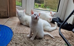 Mixed Breed cats for sale: White kittens. Ready Now. £150 each - Image 10