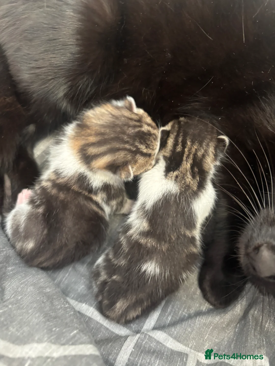 British Shorthair cats for sale: Three kittens for sale  - Advert 2