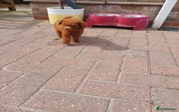 Toy Poodle dogs for sale: Full Asian poodle  - Image 4