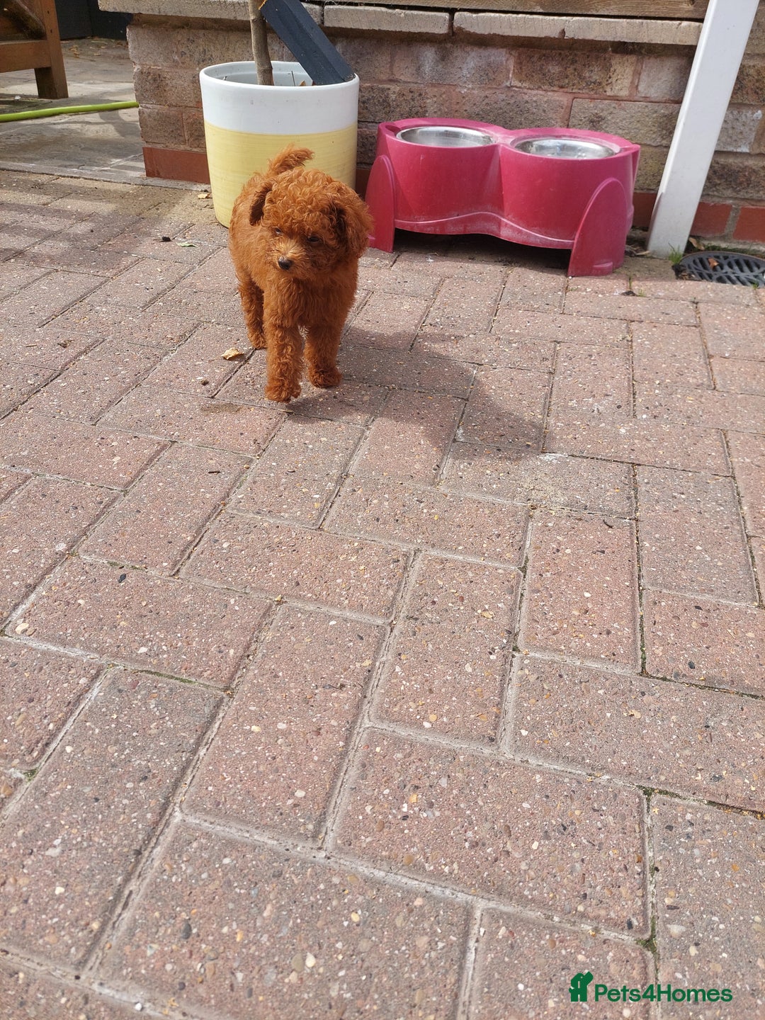 Toy Poodle dogs for sale: Full Asian poodle  - Image 4