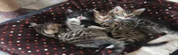 Bengal cats for sale: Adorable Bengal Cross Kittens for Sale - Advert 20