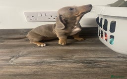 Dachshund dogs for sale: Dachshund  - Image 13