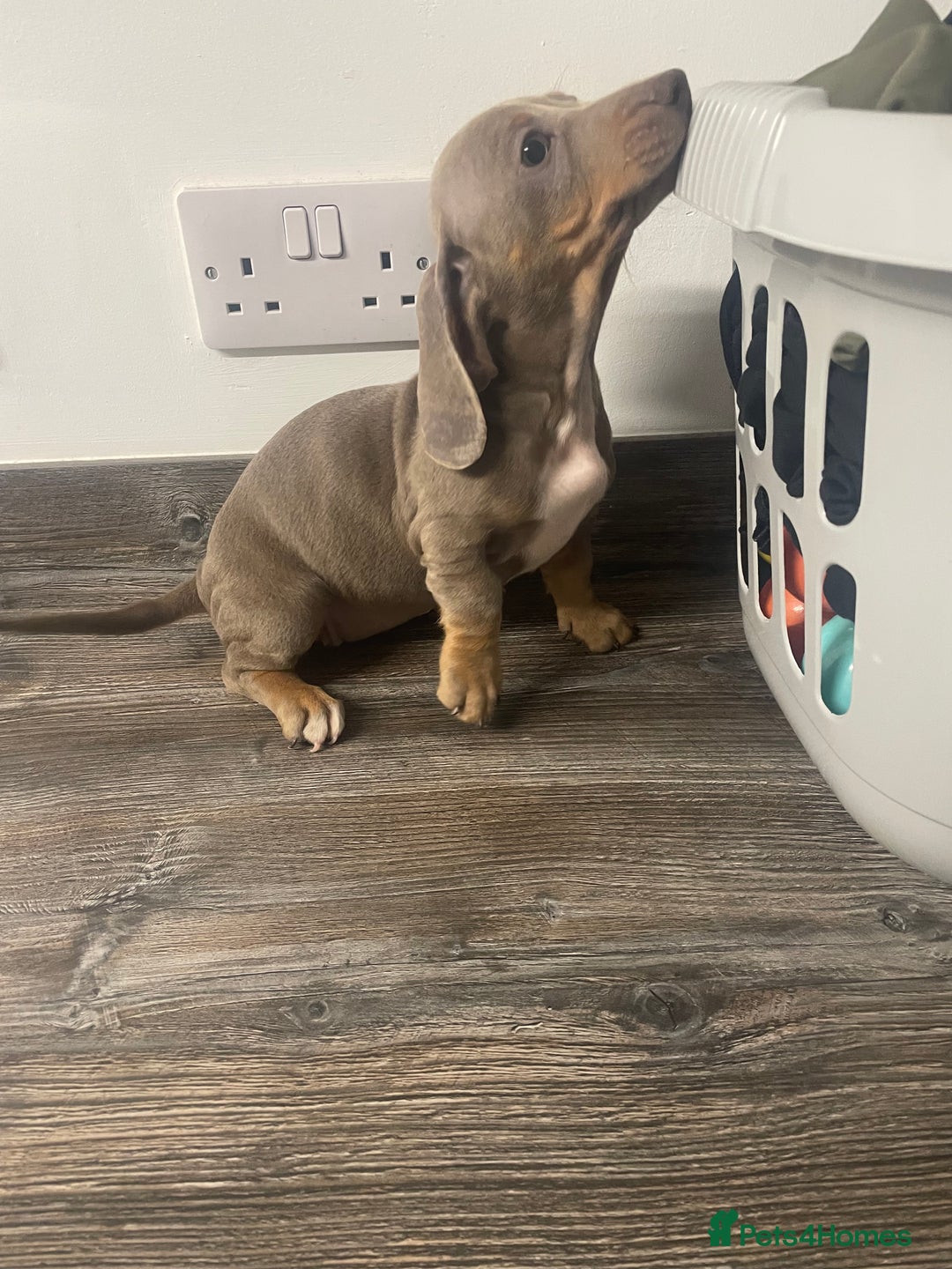 Dachshund dogs for sale: Dachshund  - Image 13
