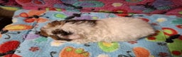 Guinea Pig rodents for sale: Baby Longhaired Boars /Merino/Texel/Coronet - Advert 2