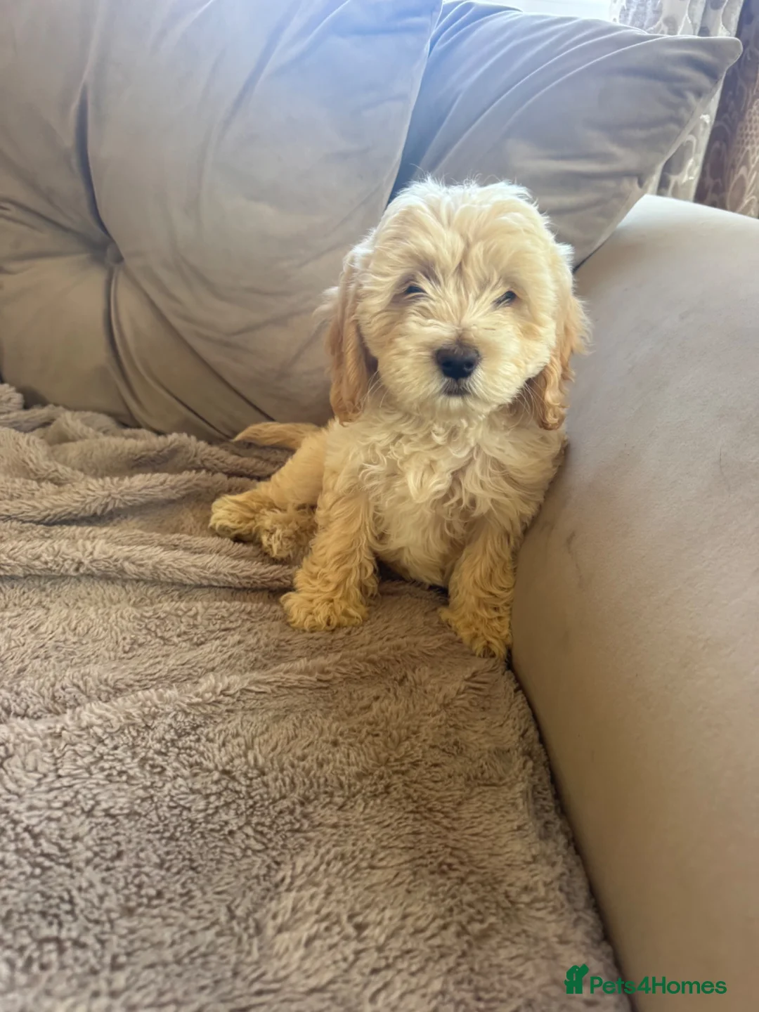 Cockapoo dogs for sale: Cockapoo puppies fully vaccinated  - Advert 1