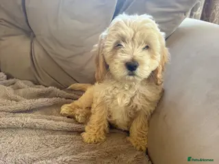 Cockapoo dogs Cockapoo puppies fully vaccinated - Advert 2