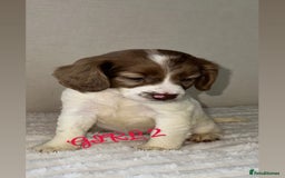 Cocker Spaniel dogs for sale: 5 GORGEOUS COCKERS    - Image 7