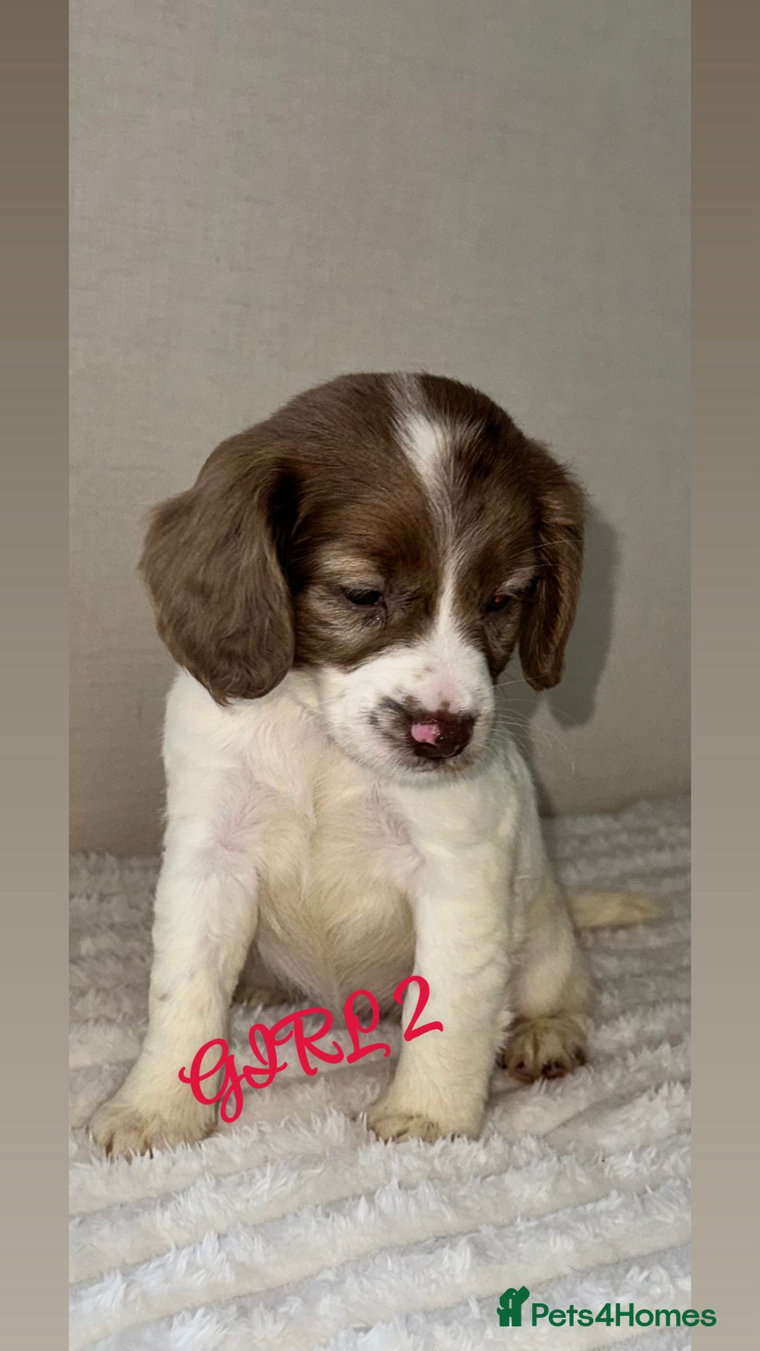 Cocker Spaniel dogs for sale: 5 GORGEOUS COCKERS    - Image 7