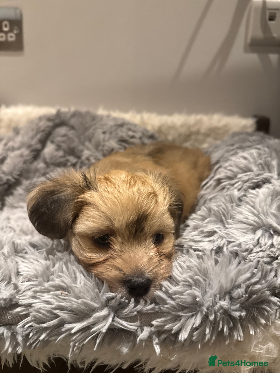 Mixed Breed dogs for sale: Unique mix - Maltese x JackChi Puppies - Advert 29