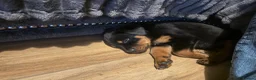 Rottweiler dogs for sale: 7 month old female Rottweiler  in Ripley - Advert 6