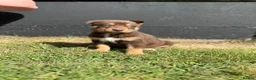 Mixed Breed dogs for sale: 🐾 Doberman x Siberian Husky Puppies –Ready Now 🐾 in Walsall - Advert 3