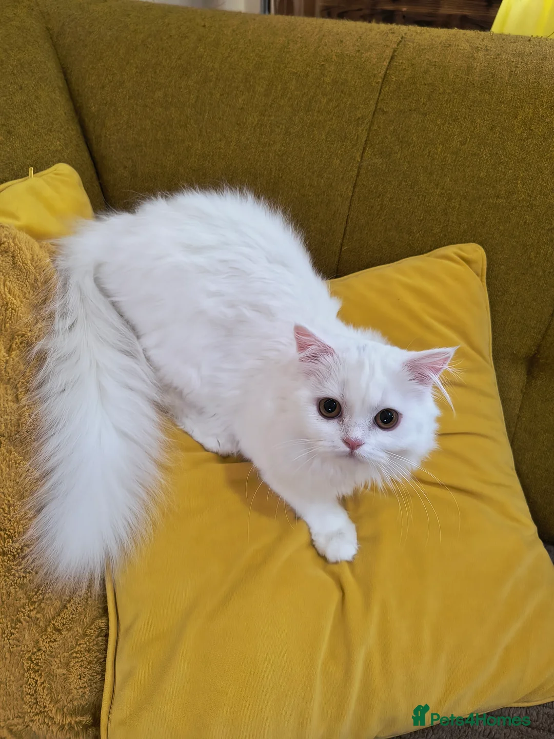 Scottish Fold cats for sale: Scottish fold and straight ear girl's ❤️ - Advert 16