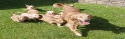 Mini Goldendoodle dogs for sale: Stunning Health Tested Miniature Goldendoodles - Advert 15