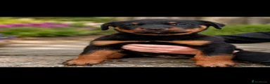 Rottweiler 8