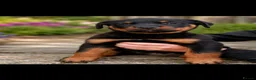 Rottweiler dogs for sale: PURE BREED ROTTWEILERS BIG LITTER in Knaresborough - Advert 2