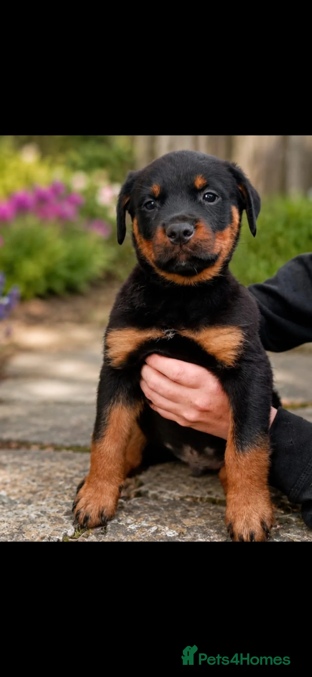 Rottweiler dogs for sale: PURE BREED ROTTWEILERS BIG LITTER in Knaresborough - Advert 2