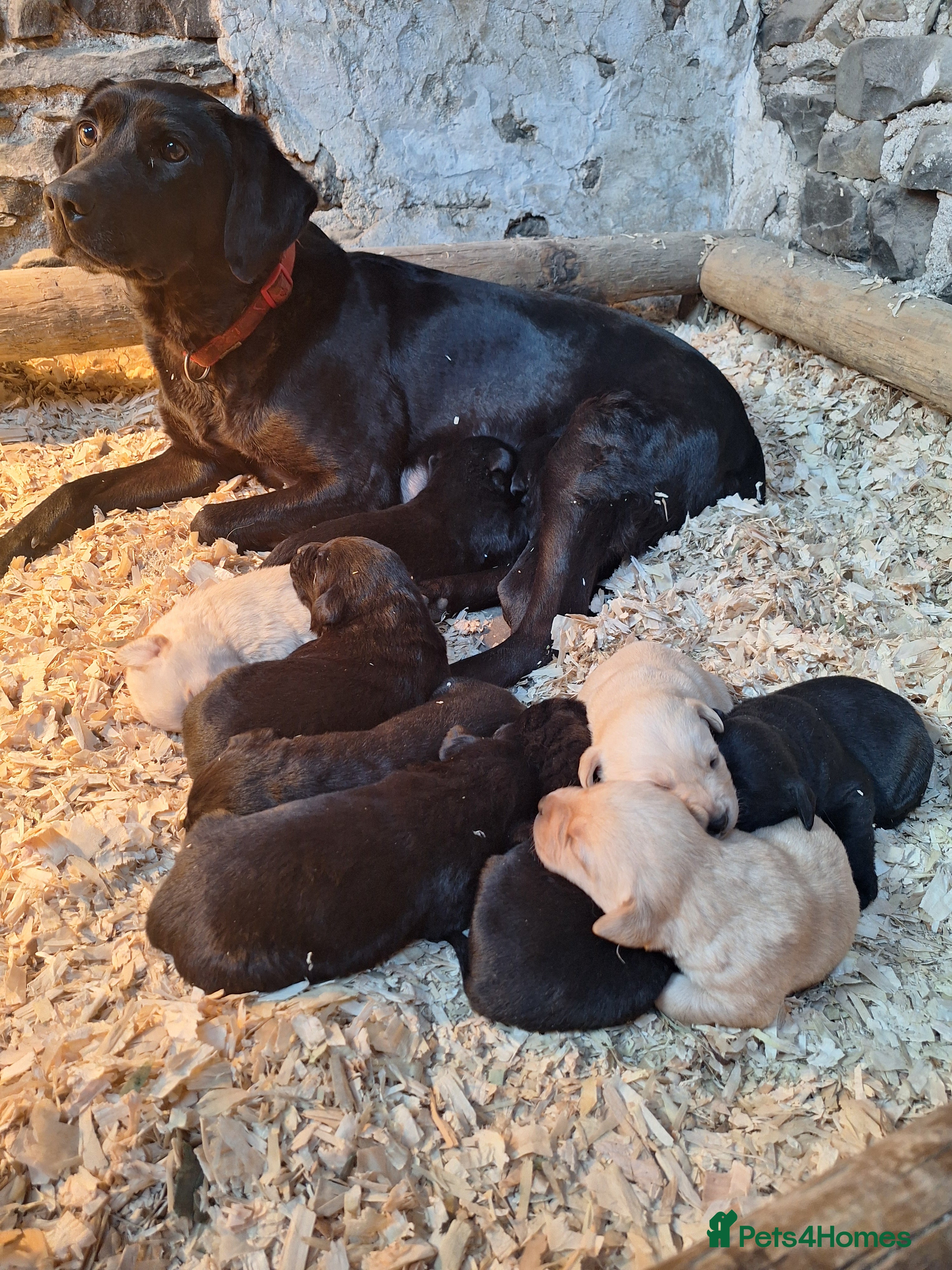 Labrador Retriever dogs Beautiful litter of KC registered Labrador Puppies - Advert 6