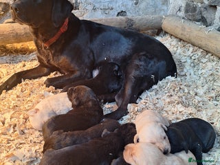 Labrador Retriever dogs Beautiful litter of KC registered Labrador Puppies - Advert 6