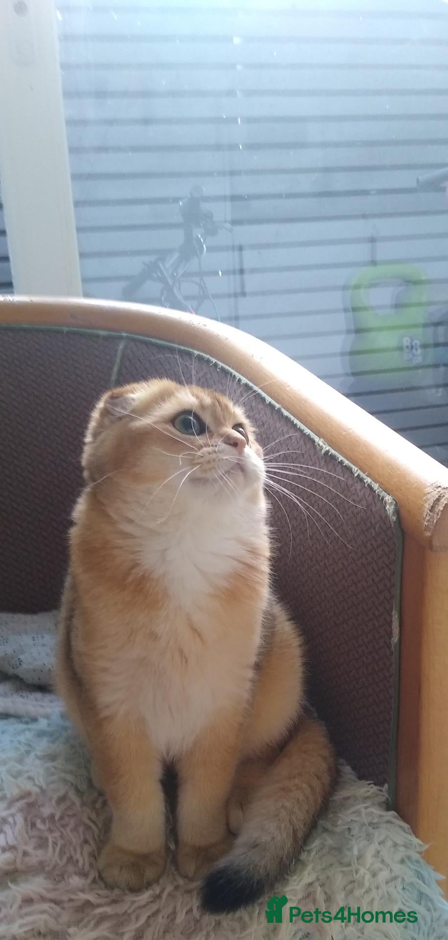 Scottish Fold cats 🐾Gorgeous Boy Available – TICA Scottish Fold 🐾 - Advert 2
