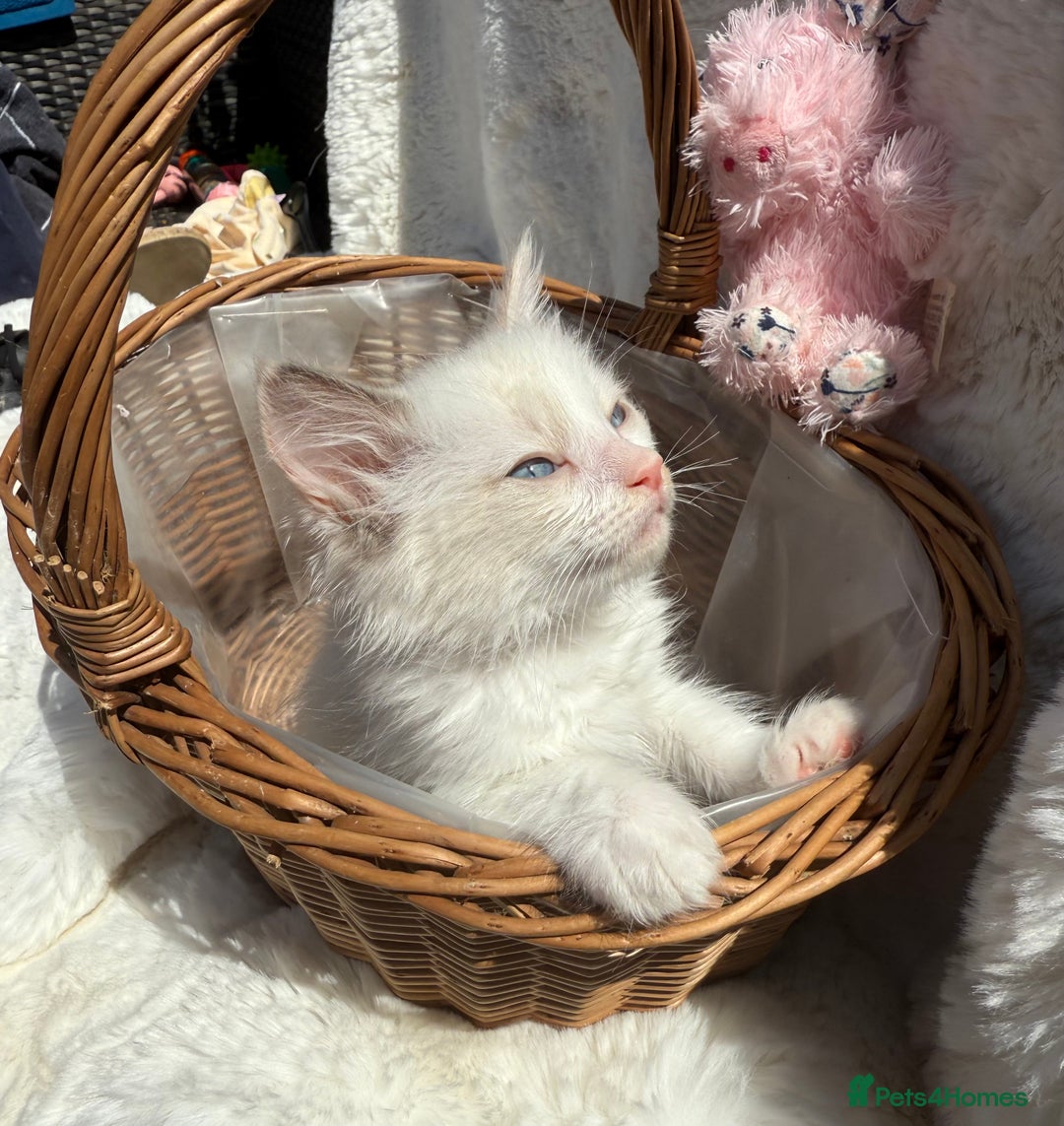 Ragdoll cats for sale: 💙🩷GCCF RAGDOLL KITTENS M&F 9WKS NEUT & SPAYED 🥇 - Image 7