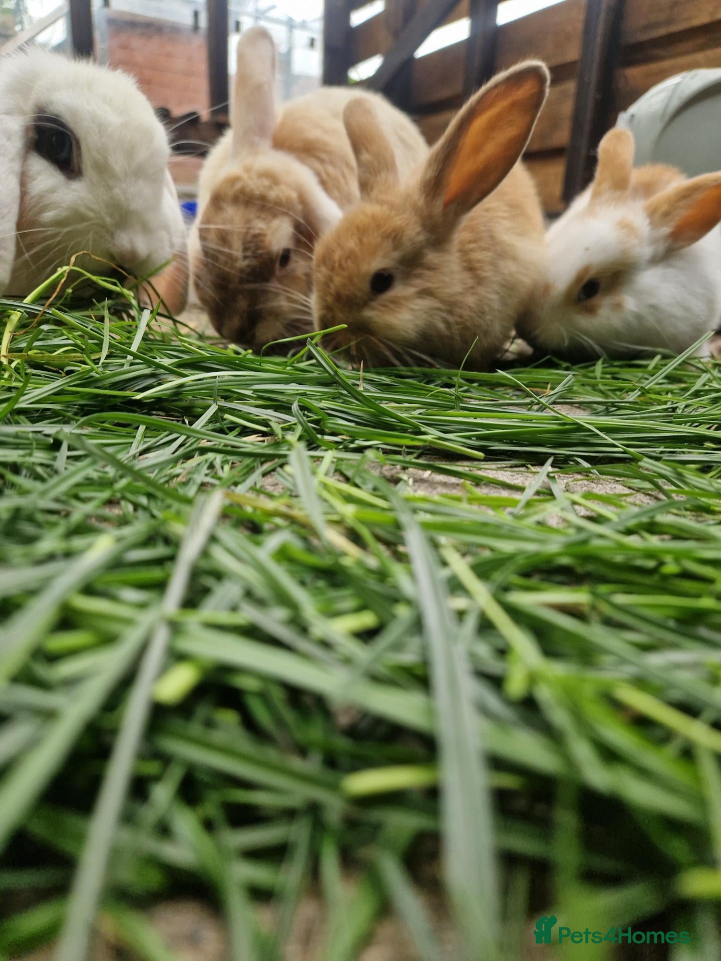 Mixed Breed rabbits Baby bunnies  - Advert 7