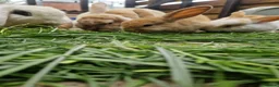 Mixed Breed rabbits for sale: Baby bunnies  in Hartlepool - Advert 1