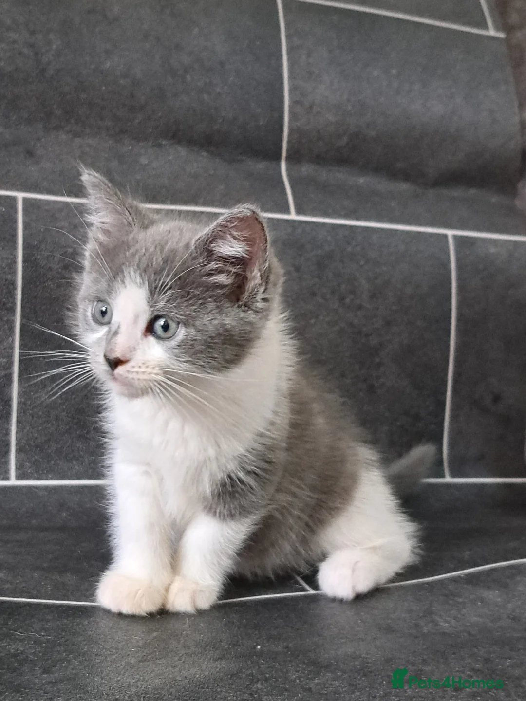 Ragdoll cats for sale: Stunning ragdoll cross girl - Advert 2