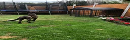 German Shepherd dogs for sale: Dutch shepherd, not a German shepherd  - Advert 9