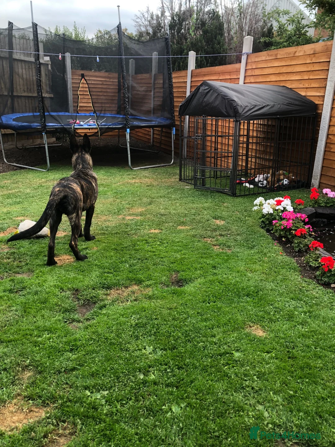 German Shepherd dogs for sale: Dutch shepherd, not a German shepherd  - Advert 9